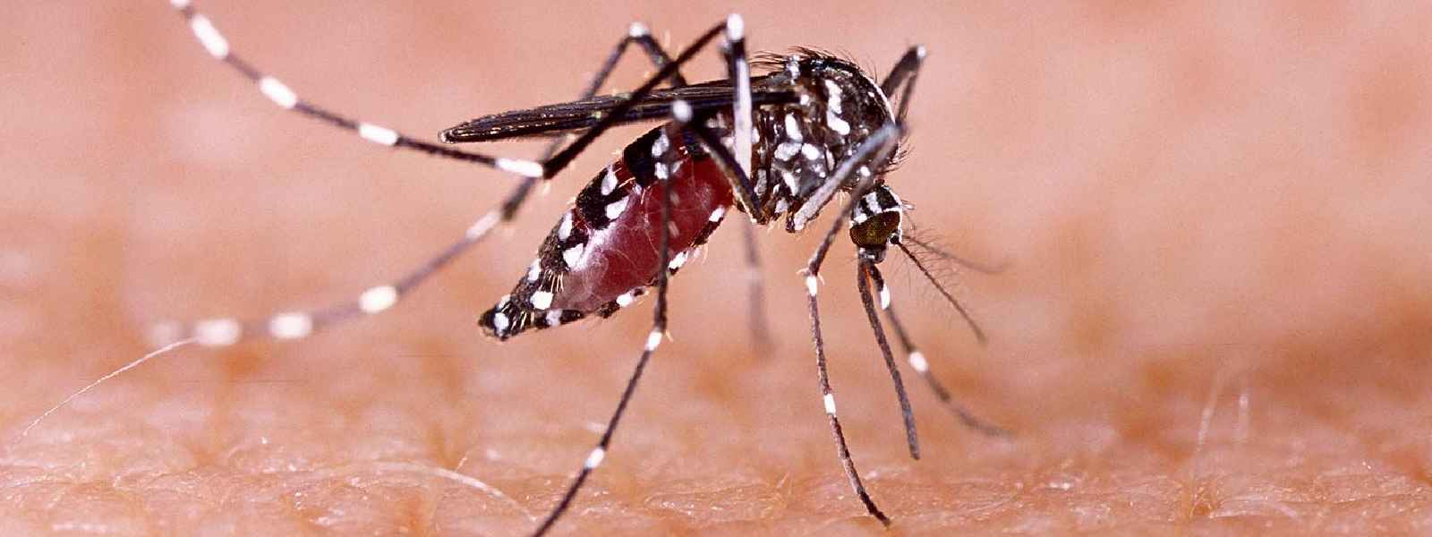 ඩෙංගු මර්දනයට හමුදාව කැඳවයි..